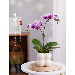 �����m���Խ��m���͏d�k���҃ȕ���Сֲ����������ļ����B�辰