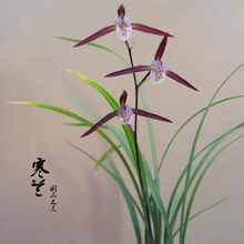 细叶寒兰兰花苗建兰墨兰大花蕙兰四季兰阳台客厅办公室绿植盆栽