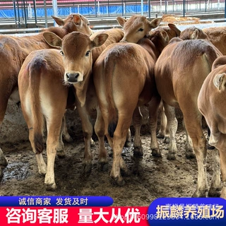 广东养殖基地大量供改良鲁西黄牛 肉牛犊优教育肥知识