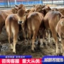 广东养殖基地大量肉牛犊