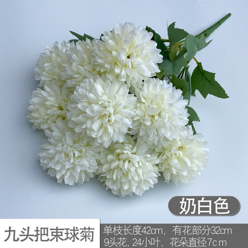 Nine -headed balls of chrysanthemum milk white