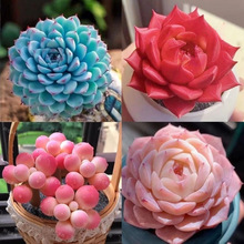 ����ֲ�� С�������l ���A���b����M���ҵ���¶�Gֲ���܈@ˇ