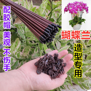 Phalaenopsis Orchid Stand Orchid Clip Support Rod Plant Climbing Vine Flower Fixing Special Flower Stand Gardening Orchid Clip