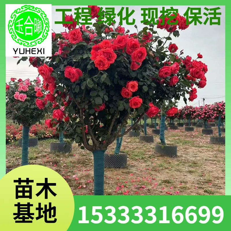 Высокие розовые саженцы, декоративные цветочные растения для парковых дворов, четырехсезонные цветущие розы в горшках в форме ствола дерева