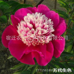 Peony Flower Seedlings with Buds, Double-Flowered Potted Plants, Balcony Cold-Resistant Garden Plants, Easy to Live, Outdoor Planting in All Seasons
