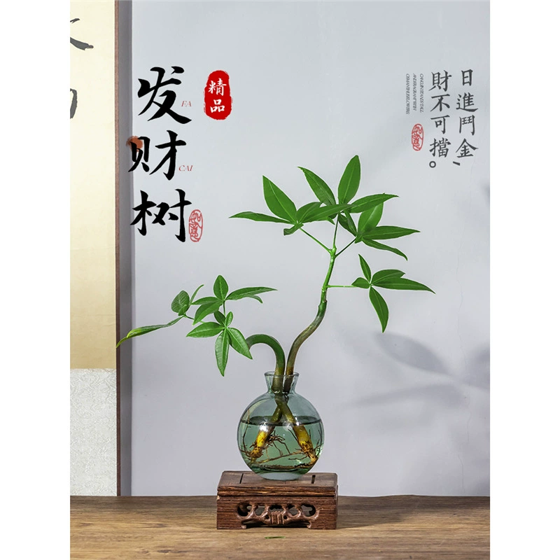 Гидропонные растения, чтобы разбогатеть