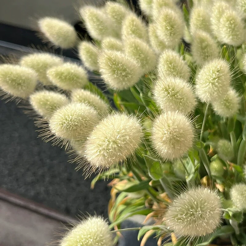 Семена травы с кроличьим хвостом на открытом воздухе, популярные декоративные семена травы с кроличьим хвостом для горшечных растений во дворе и на балконе, подходят для весеннего и осеннего посадки.