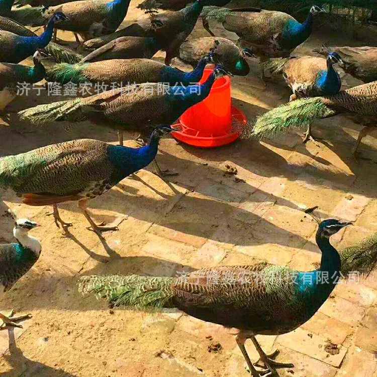 Сколько стоит павлин взрослой породы оптом