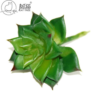 ��؈?����������ֲ���辰7cm������컨�������Ի��ܼٶ���diy