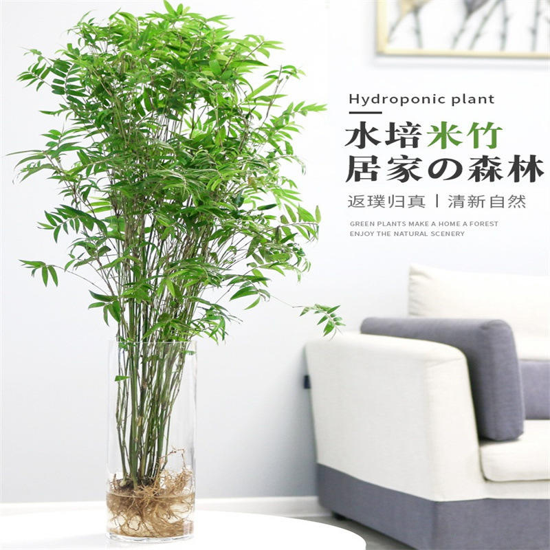Mini Bamboo Potted Plants Hydroponic Plants Indoor Small Phoenix Tail Bamboo Desktop Green Plants Micro Bonsai Bamboo Seedlings Ornamental Bamboo