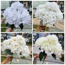 ���Q��ɫ�����l  ������ɫ���� õ��ĵ�� ��c�bٻ��S�����l