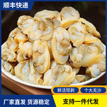 新鲜冷冻蛤蜊肉花甲鲜活现剥花蛤肉黄蚬子肉无沙鲜贝海鲜水产批发