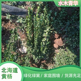 宿根花卉;灌木;月季蔷薇植物