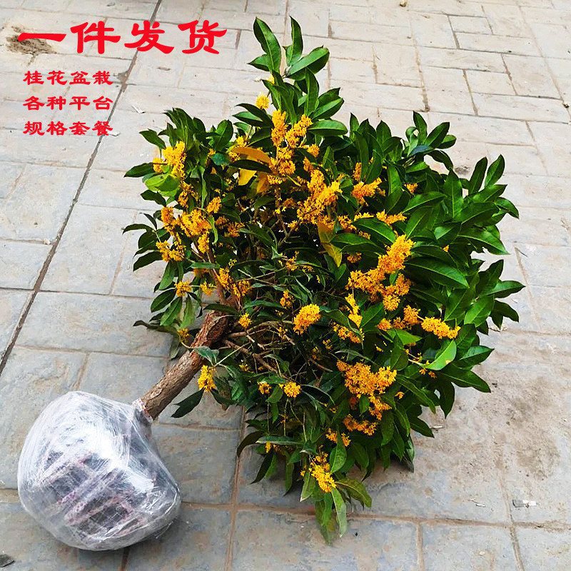 桂花树苗盆栽金桂浓香型花卉室内外庭院阳台地栽月月开好养绿植物