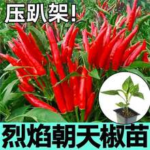 ſ泯콷СNӎ߮aļԲ