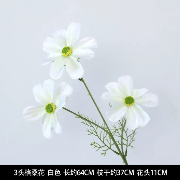 3 heads of white gesanthemum flowers