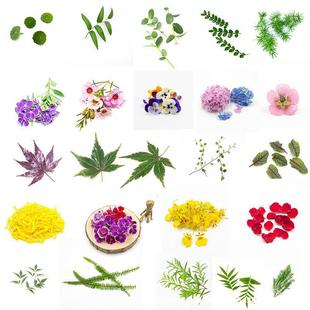 Fresh Decorative Flower Sushi Ingredients Japanese Plant-Shaped Plate Seafood Restaurant Sashimi Cold Dish Plating Tweezers