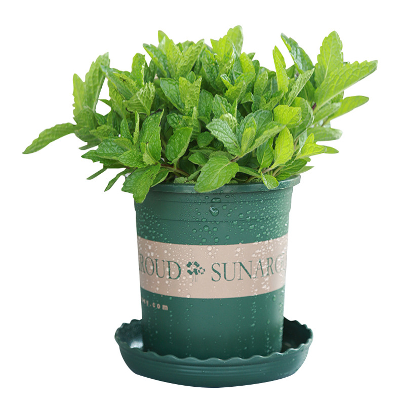 Planta de menta fresca comestible hoja de menta planta de jardín interior mosquitos repelente plantas de menta para gatos flores verdes