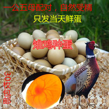 四川新鲜农家受精种蛋可孵化七彩山鸡土鸡蛋乌骨鸡包邮四年老店
