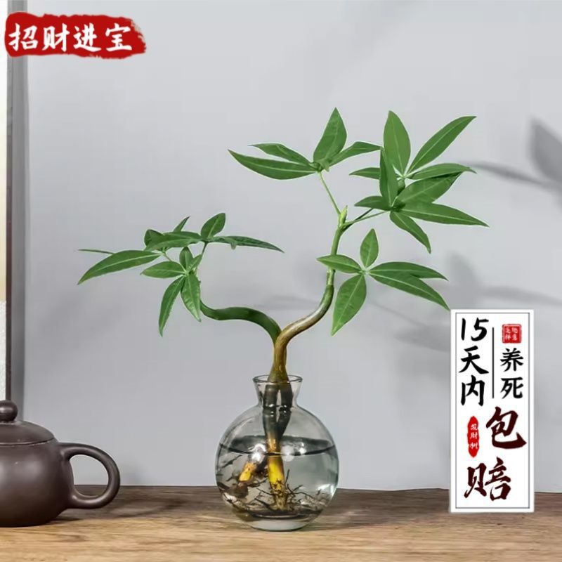 뜨거운 판매: Jucai 이중 극 돈 나무 + 가벼운 고급 작은 회색 병