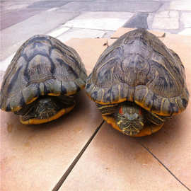 超大龟宠物龟菜龟水龟长寿龟食用乌龟龟