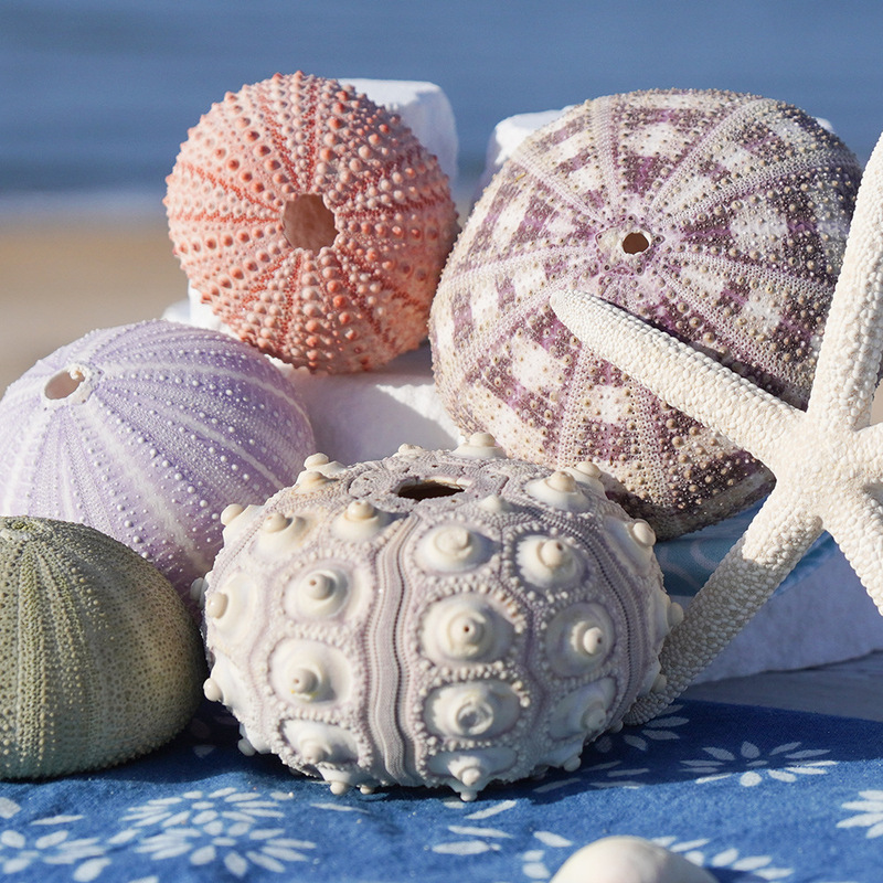 Natural Shell Conch Series Sea Urchin Shell Specimen Crafts Home Collection Ornaments Decorative Air Pineapple Base