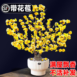 �D÷�����������҃��⻨��ֲ����������D÷�Ϙ�÷���辰ͥԺ�ͺ�