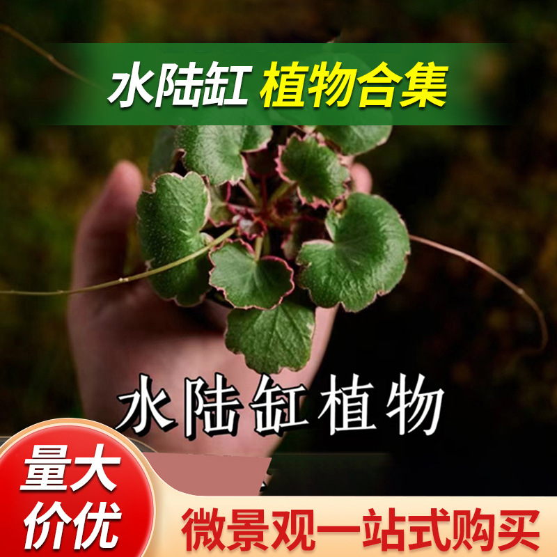 「空城里」金钱菖蒲姬鸢尾姬月季姬丁香虎耳草云竹文竹水陆缸植物