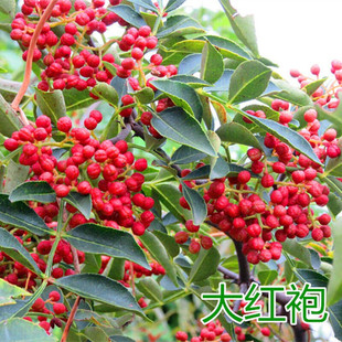 ��������箔��Y���Ĵ���t�ۻ�������޽��ٽ����Ե���ͥԺ�Nֲ