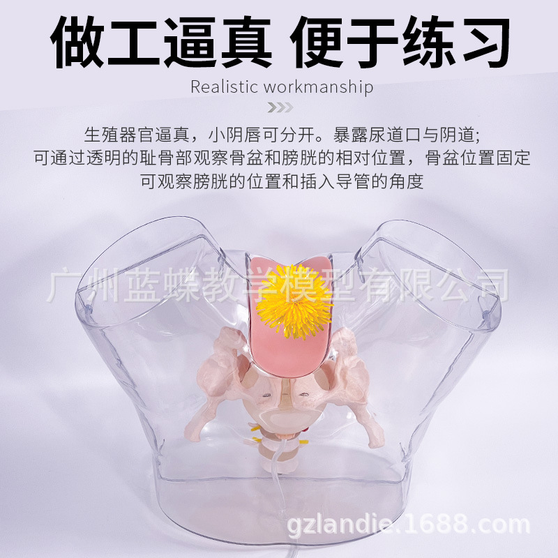 �߼���Ů��͸������ģ�͹೦ҽѧ�õ���������ģ���°�����������