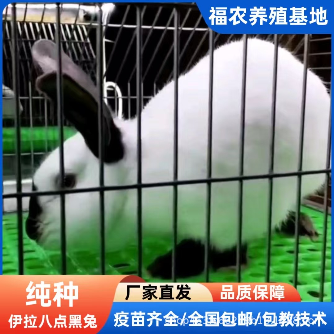 伊拉种兔养殖场