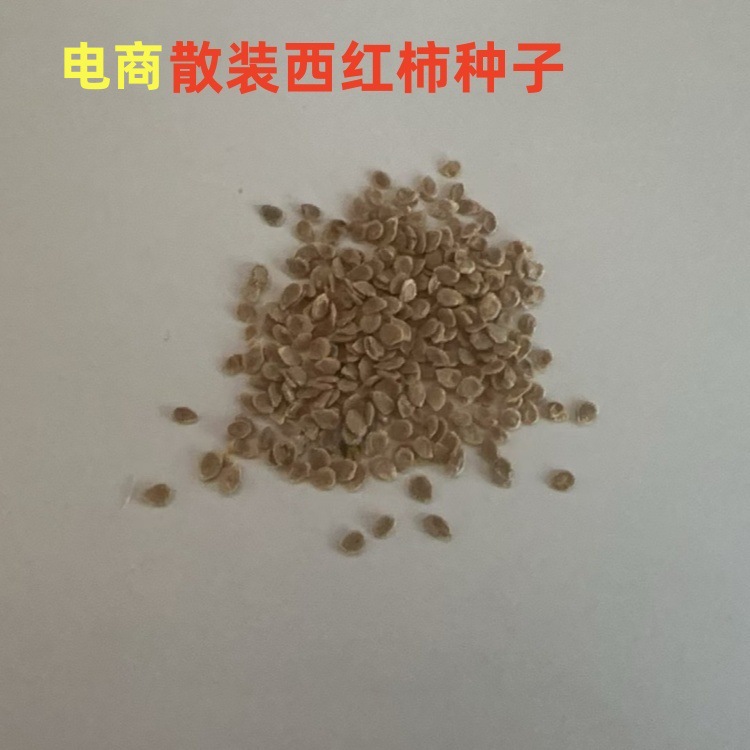 批发电商供货西红柿蔬菜种子散装小包装番茄包装设计阳台种植