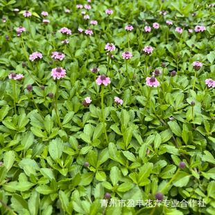 Jiyan Hanging Grass, Garden Crystal Grass, Ground Cover Slope Protection Plant, Lawn That Is Not Afraid of Being Stepped On, Courtyard Bed and Breakfast Flower Border Plant