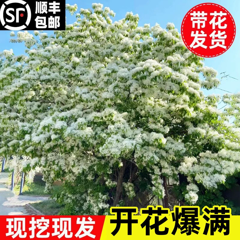 Саженцы с кисточками, белые цветы с кисточками, ландшафтные деревья на переднем дворе, зеленые саженцы, ландшафтные растения в горшках с масляными корнями.