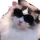 Pet dog cat sunglasses cool handsome accessories sunglasses small medium dog sun protection glasses factory wholesale sunglasses