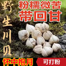 【真野生】四川川贝特级川贝母阿坝正品川贝母松贝尖贝全怀中抱月