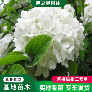 Chinese Hydrangea Ball Garden Park Landscaping Flower Sea Plant Villa Garden Cold-Resistant Landscape Tree Cuttings Seedlings