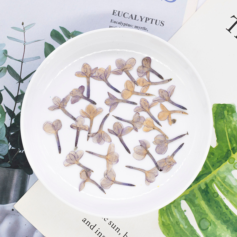 Lilac - Handmade Real Dried Flowers for DIY Decoration, Photo Frame Ornaments, Scented Wax Bookmarks, Creative Art, Plant Specimens