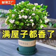 茉莉花苗盆栽花卉植物室内好养绿植九里香四季开花客厅阳台水育任