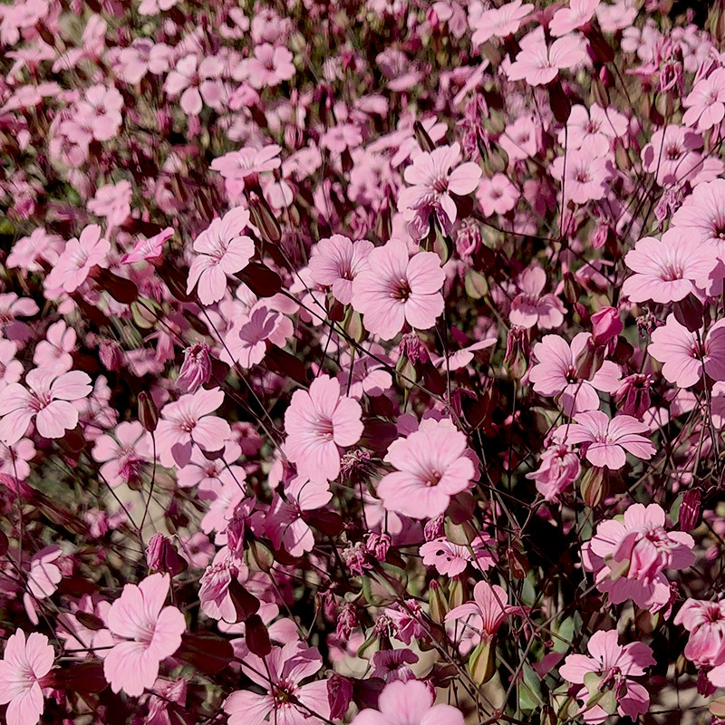 Семена гипсофилы в горшках для внутреннего балкона, большие розовые цветы, легко выращиваемые растения для всех сезонов, легко живущие семена цветов на открытом воздухе