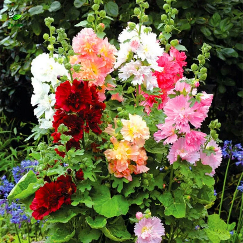 Семена морщинки, семена морщинки с крупными двуцветковыми цветками, многолетние красные семена высотой один фут, легко выращиваются в любое время года, морозостойкие семена цветов.