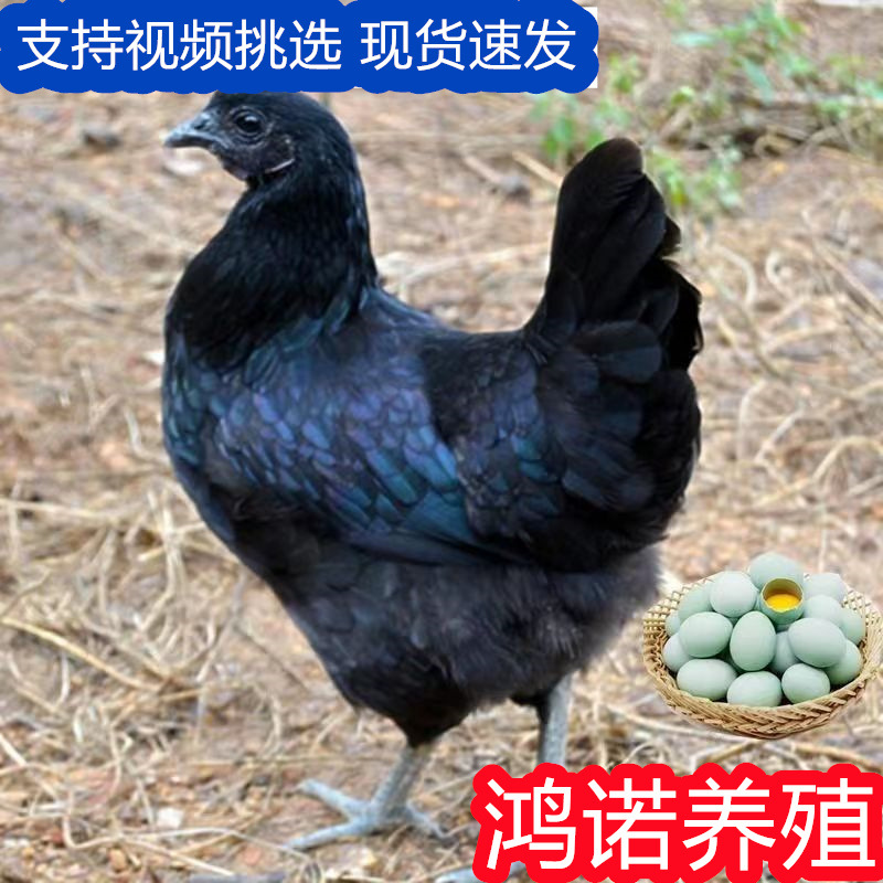纯种五黑鸡苗活体批发五黑鸡半大脱温幼苗一斤左右绿壳蛋鸡小鸡苗