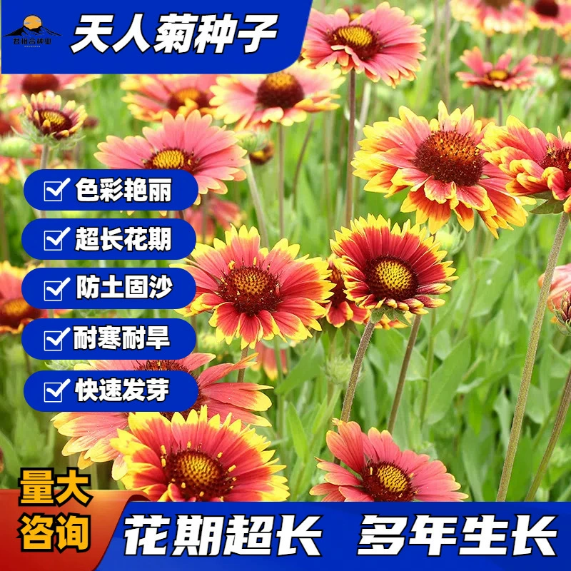 Семена таликтрума многолетние семена многолетних цветов морозостойкая клумба ландшафтный цветок морское зеленение фермерские семена цветов оптом