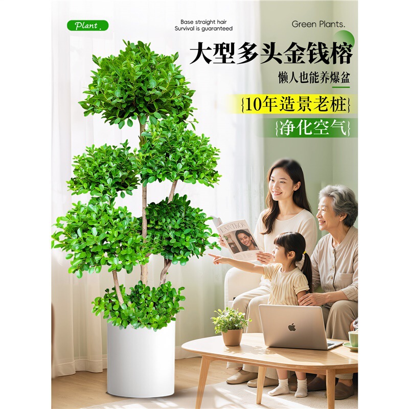 Large Green Plant-Shaped Money Banyan Potted Plant Living Room Office Money Tree Opening Housewarming Fortune Money Tree Bonsai
