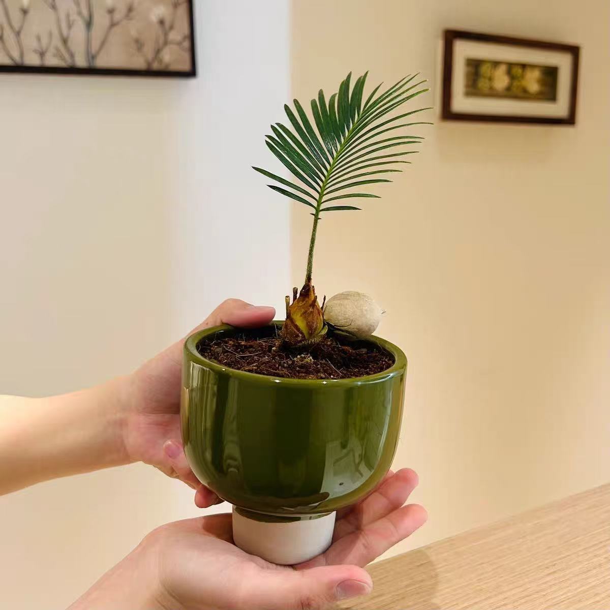 Creativa maceta verde árbol de hierro manzana verde bola de musgo / bambú batata hidroponía en maceta buena para mantener la mesa interior