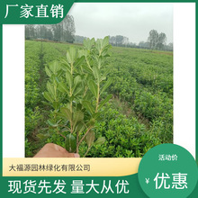 ���������l����ͩ�� �N��Rȫ �r�񃞻� ��ͩ�� �ɻ��ʸ�