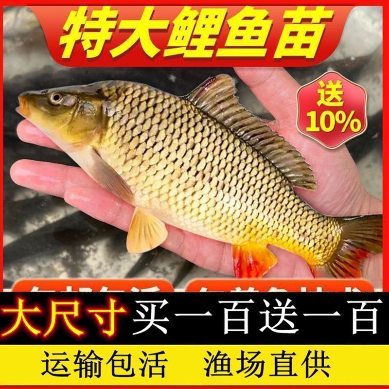 Carp Fry Live Purse Carp Rice Field Carp Edible Black Carp Freshwater Fry Grass Carp Fry Crucian Carp Fry Package Live
