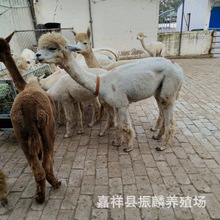 特种养殖羊驼活体 销售观光骆驼 养殖驯养好的骆驼 租赁羊驼价格