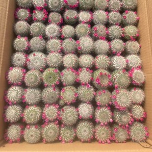 ����������2-4cm���oС���Ԏ������p�������ֲ������Gֲ��ݗ��