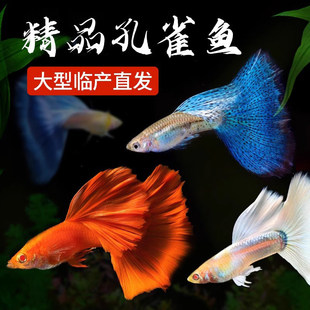 ��ȸ�~���~�Ꭷ�^�p�~С�͵�ˮ���BС�~�~����ˮ�ͻ��Pβ�~��ˮ�~